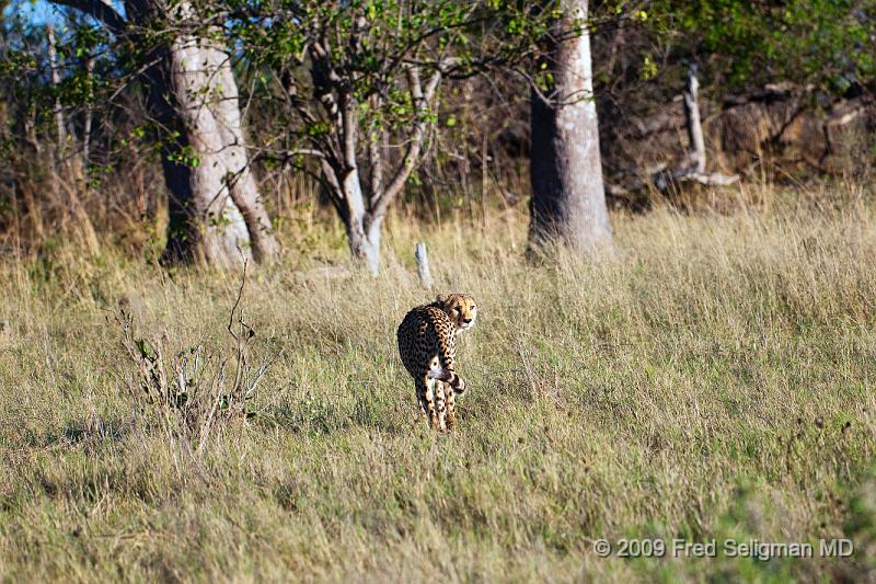 20090618_085850 D300 (2) X1.jpg - Cheetah at Selinda Spillway (Hunda Island) Botswana
